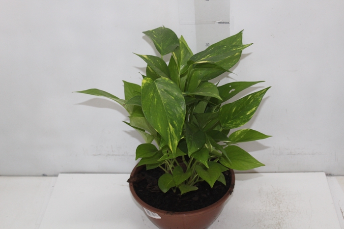 <h4>JIBOIA VERDE C21</h4>