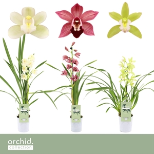 Cymbidium, Mix 1-spike 'Orchid Collection' P9