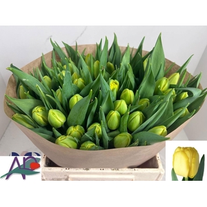 TU DU DOUBLE TROUBLE