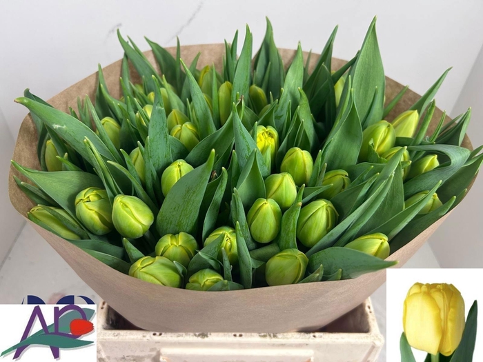 <h4>TU DU DOUBLE TROUBLE</h4>