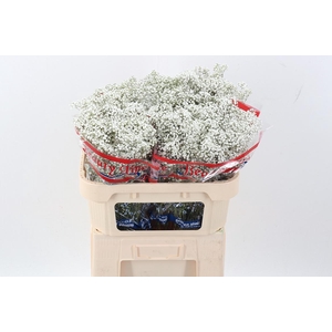 Gyps Pa Million Star 15gr