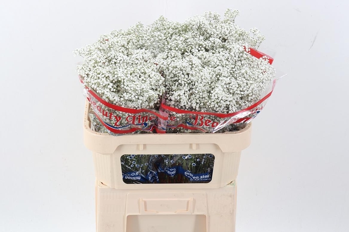 <h4>Gyps Pa Million Star 15gr</h4>