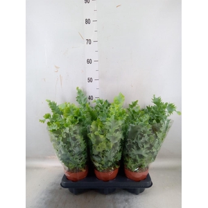 Phlebodium aureum 'Davana'