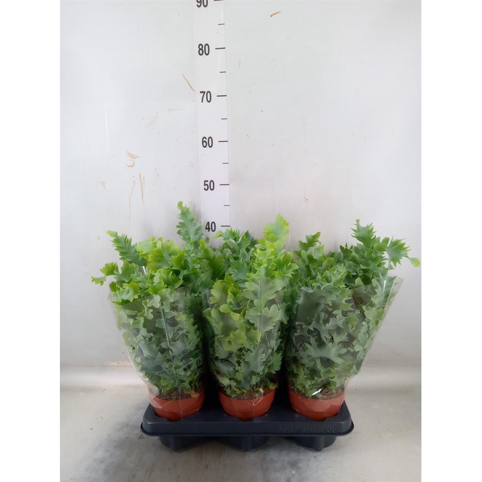 <h4>Phlebodium aureum 'Davana'</h4>