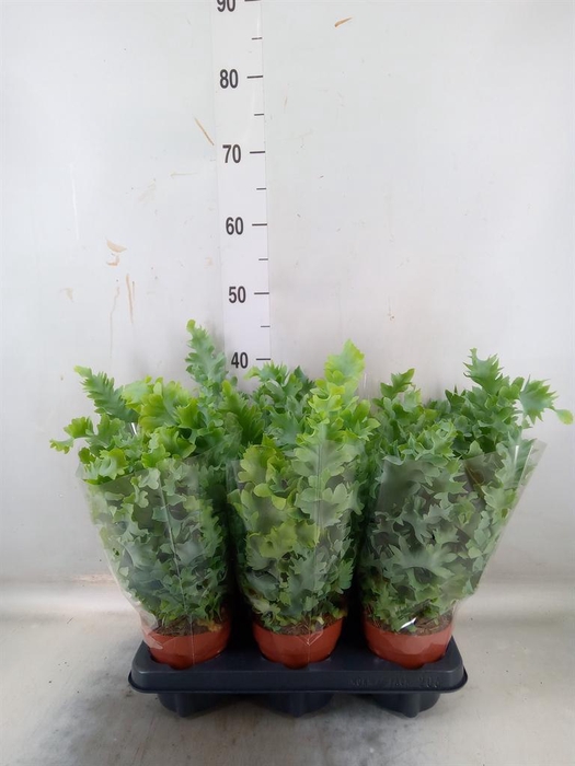 Phlebodium aureum 'Davana'