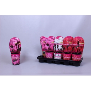 Paeonia 12CM C1 Mix Longlife