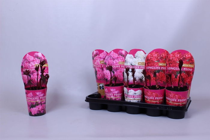 <h4>Paeonia 12CM C1 Mix Longlife</h4>