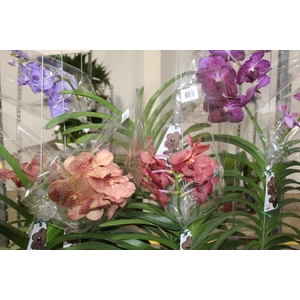 ORQUIDEA VANDA CESTA VAZADA