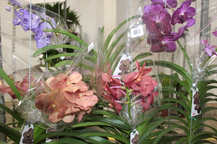 <h4>ORQUIDEA VANDA CESTA VAZADA</h4>