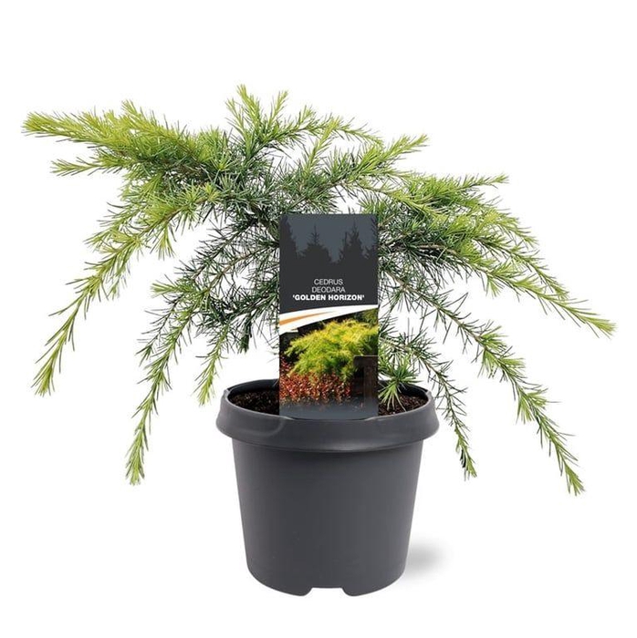 <h4>Cedrus deodara 'Golden Horizon'</h4>