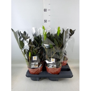 Zamioculcas zamiifolia 'Dowon'