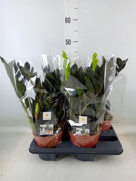 <h4>Zamioculcas zamiifolia 'Dowon'</h4>