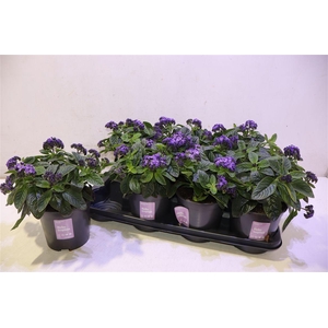 arr8 Helio Arb Nauti Blue