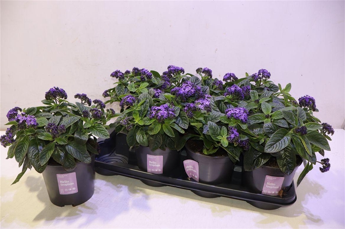 <h4>arr8 Helio Arb Nauti Blue</h4>