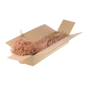 Broom Bloom Bunch Sb Coral Misty