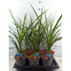 Cordyline indivisa 'Peko'