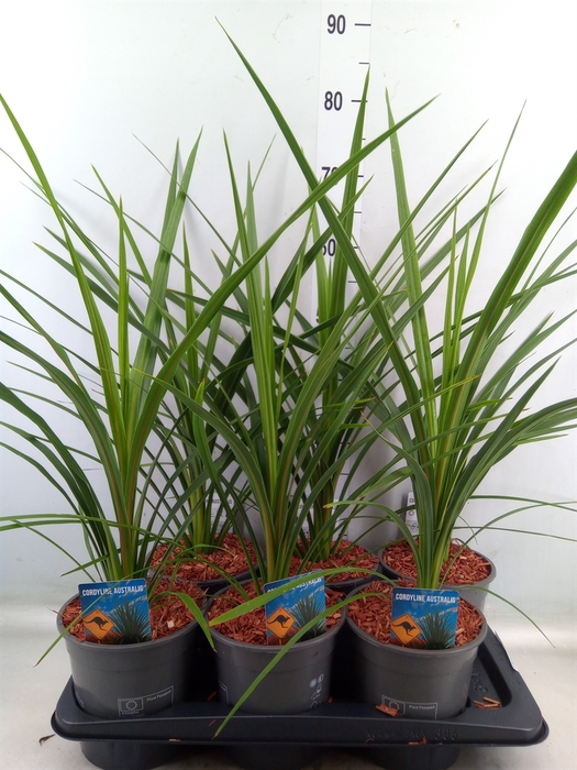 <h4>Cordyline indivisa 'Peko'</h4>