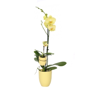 Hugo Citrus Phal Geel 1T + Tiny Dolls 1T