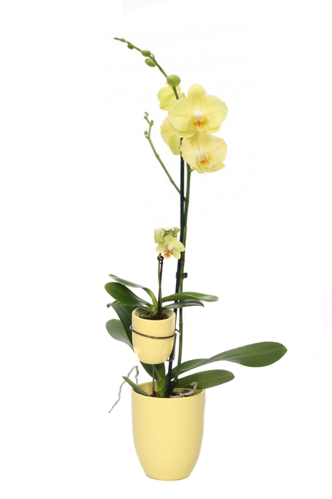 <h4>Hugo Citrus Phal Geel 1T + Tiny Dolls 1T</h4>