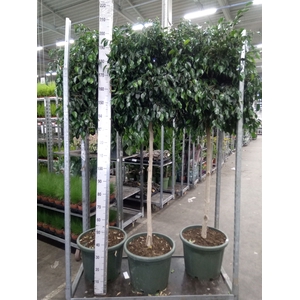 Ficus benja. 'Danielle'