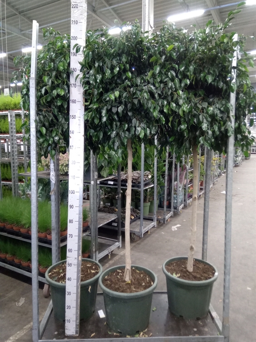 <h4>Ficus benja. 'Danielle'</h4>
