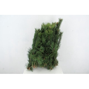 PINUS MUGO PER BUNCH