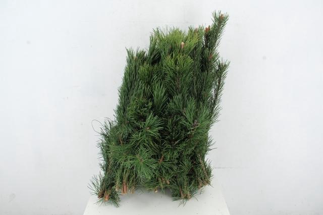 <h4>PINUS MUGO PER BUNCH</h4>