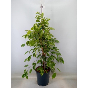 Ficus benja. 'Golden King'