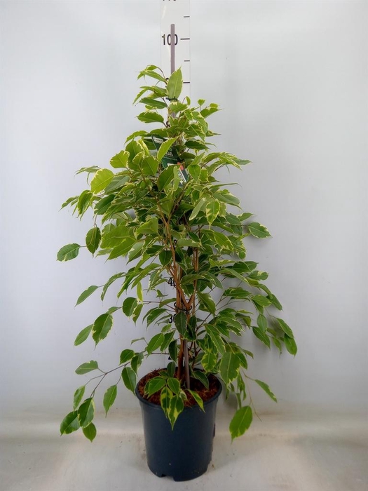<h4>Ficus benja. 'Golden King'</h4>