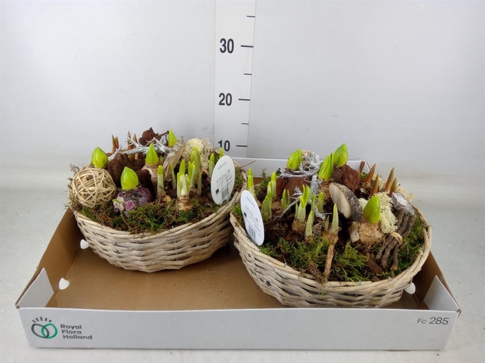 <h4>Arr. Bol/Knolgewas L%</h4>