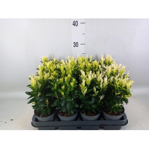 Euonymus japon. 'Paloma Blanca'