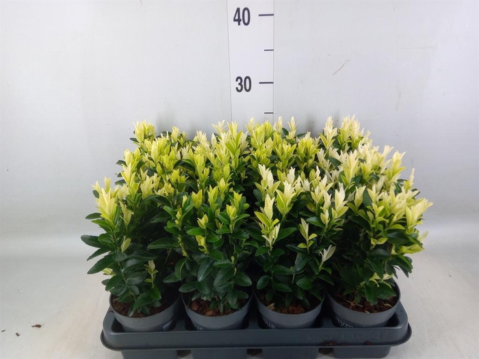 <h4>Euonymus japon. 'Paloma Blanca'</h4>