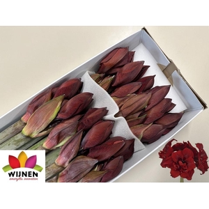 HIPP DG DOUB ROYALTY