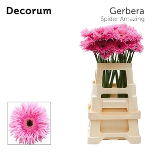 Gerbera Spider Amazing Water x40 Lang