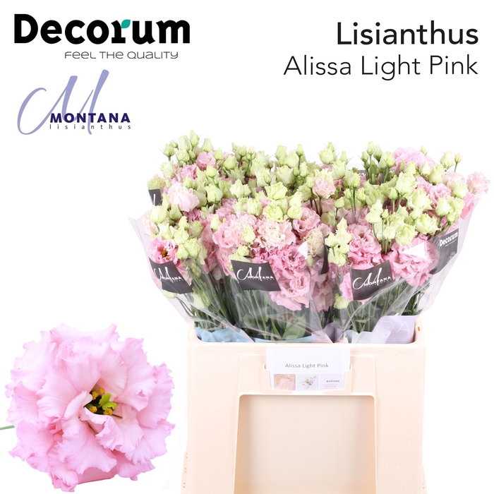 <h4>Lisianthus Alissa Hanoi pink 60cm</h4>