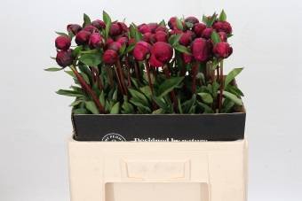 <h4>Paeonia red sarah bernhardt</h4>