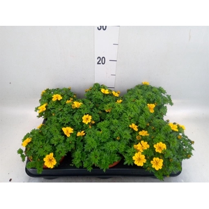 Bidens   ...