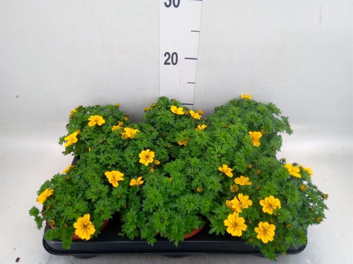 <h4>Bidens   ...</h4>