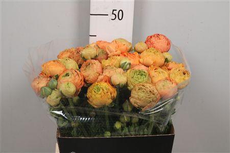 <h4>Ran Aazur Peach</h4>