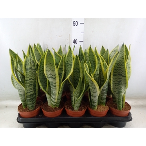 Sansevieria trifa. 'Laurentii'