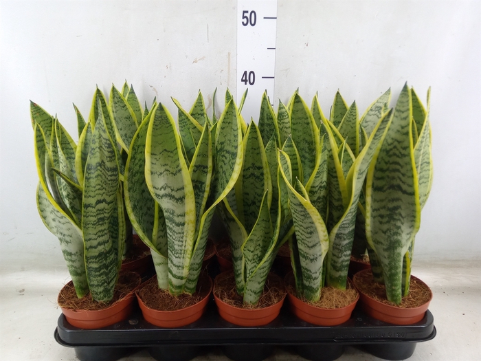 <h4>Sansevieria trifa. 'Laurentii'</h4>