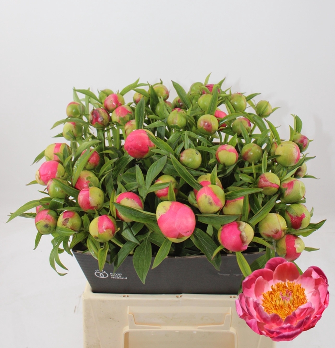 <h4>PAEO CORAL CHARM</h4>