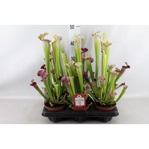 Sarracenia   ...
