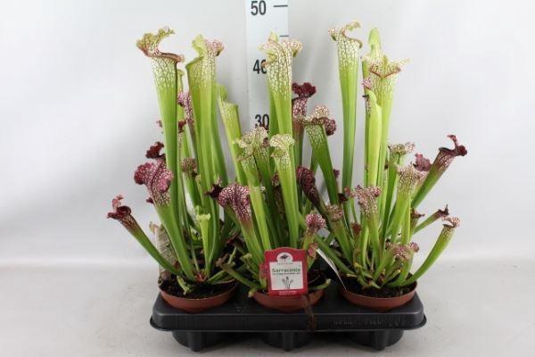 <h4>Sarracenia   ...</h4>