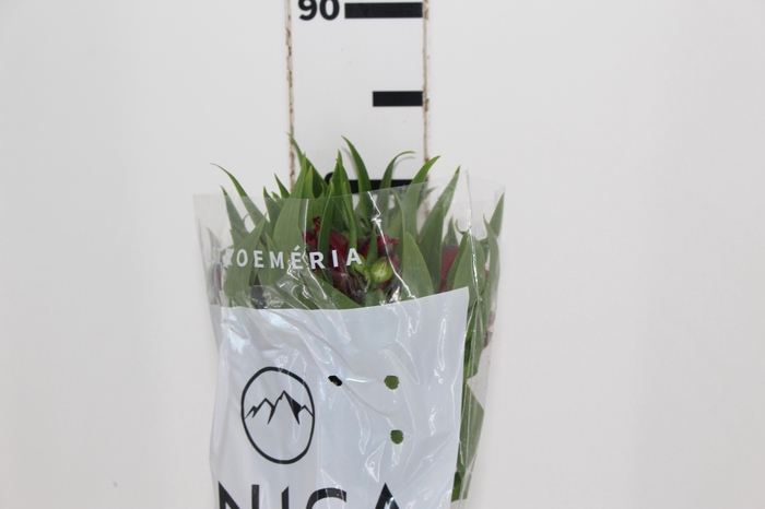 ALSTROEMERIA BAHIA 080 CM