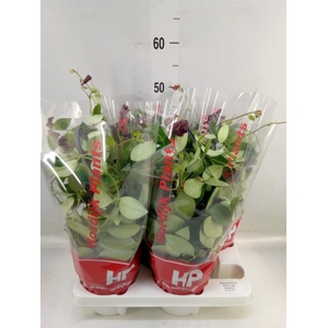 Aeschynanthus  'Mona Lisa'