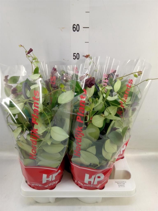 <h4>Aeschynanthus  'Mona Lisa'</h4>