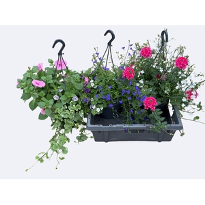 HANGING BASKETS