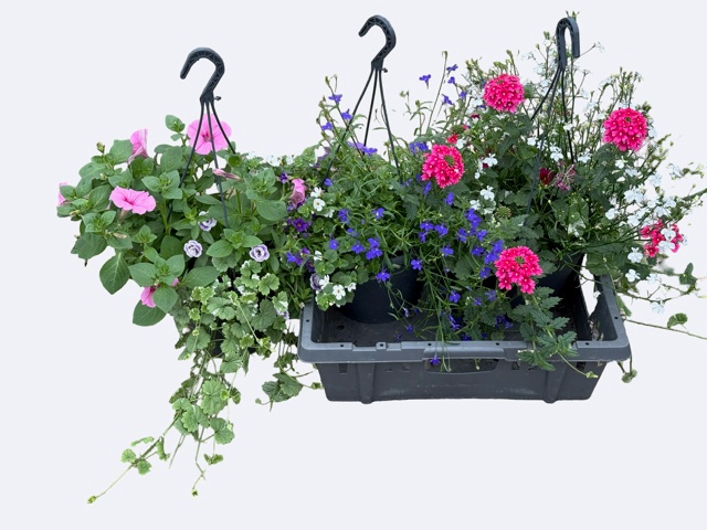 <h4>HANGING BASKETS</h4>