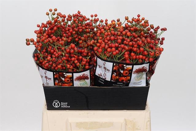 ROSA AUT ROSEF